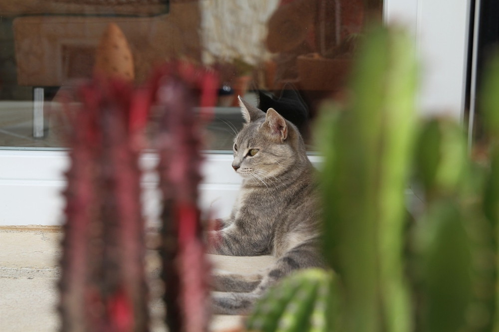 A Guide to Overwintering Potted Cacti with Care