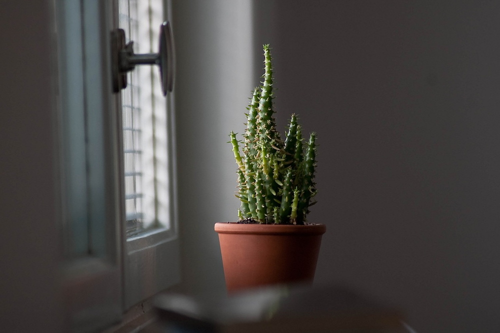 A Guide to Overwintering Potted Cacti with Care