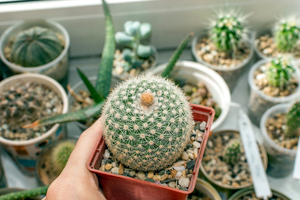 A Guide to Overwintering Potted Cacti with Care