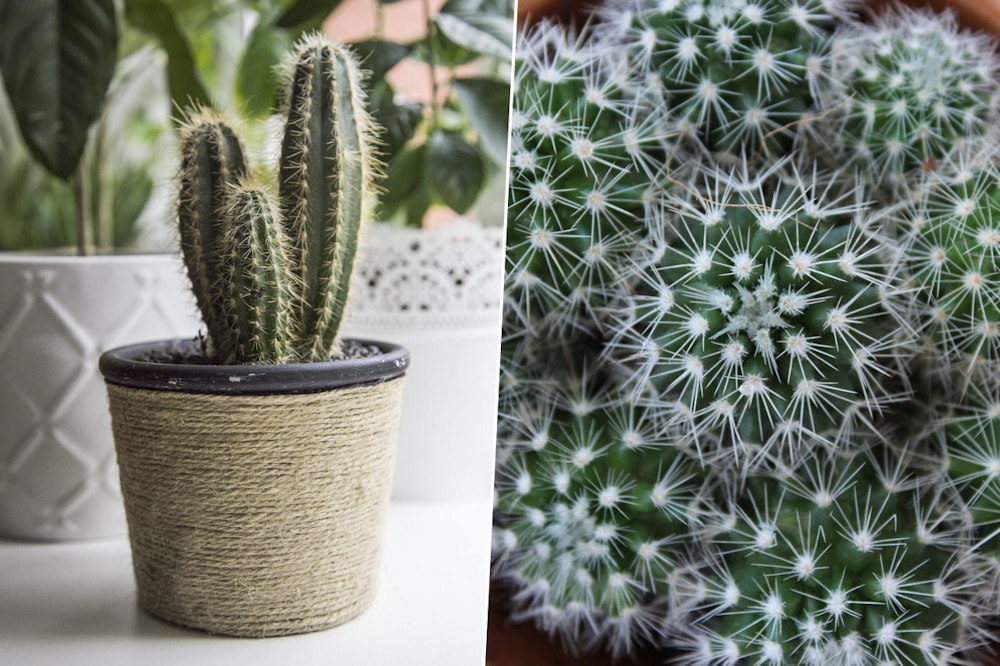 A Guide to Overwintering Potted Cacti with Care