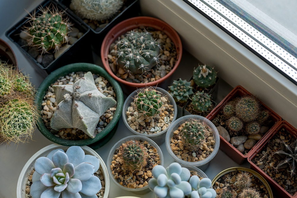 A Guide to Overwintering Potted Cacti with Care