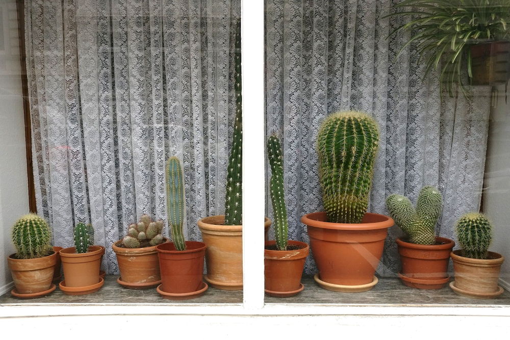 A Guide to Overwintering Potted Cacti with Care