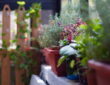 A Guide to a Thriving Herb Garden