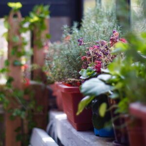 A Guide to a Thriving Herb Garden