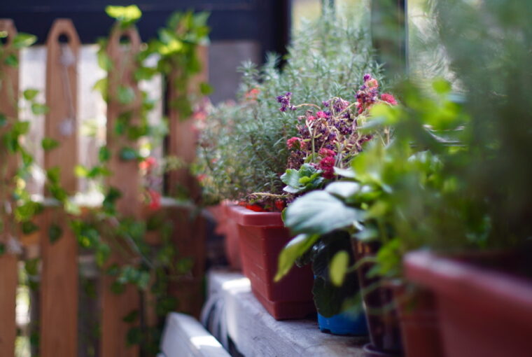 A Guide to a Thriving Herb Garden