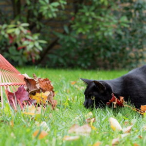 A Guide to Composting Leaves from Your Garden