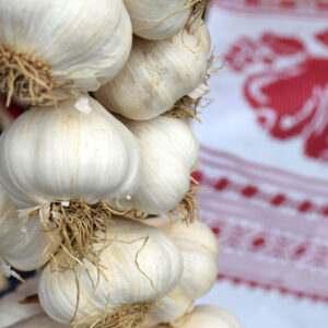 Harvesting Garlic: Essential Guidelines