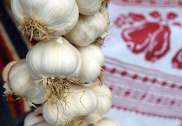 Harvesting Garlic: Essential Guidelines
