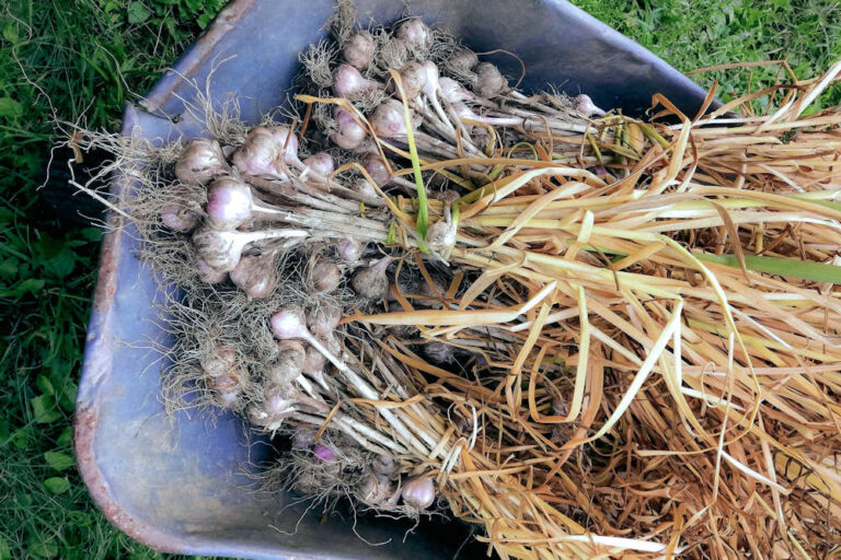 Harvesting Garlic Essential Guidelines for Successful Gardeners