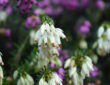 Winter Bloomers: Winter Heath and Common Heather