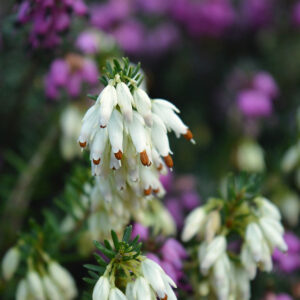 Winter Bloomers: Winter Heath and Common Heather
