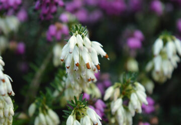 Winter Bloomers: Winter Heath and Common Heather