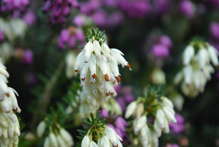 Winter Bloomers: Winter Heath and Common Heather