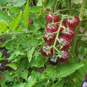 Exploring the Helsing Junction Tomato