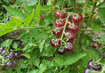 Exploring the Helsing Junction Tomato