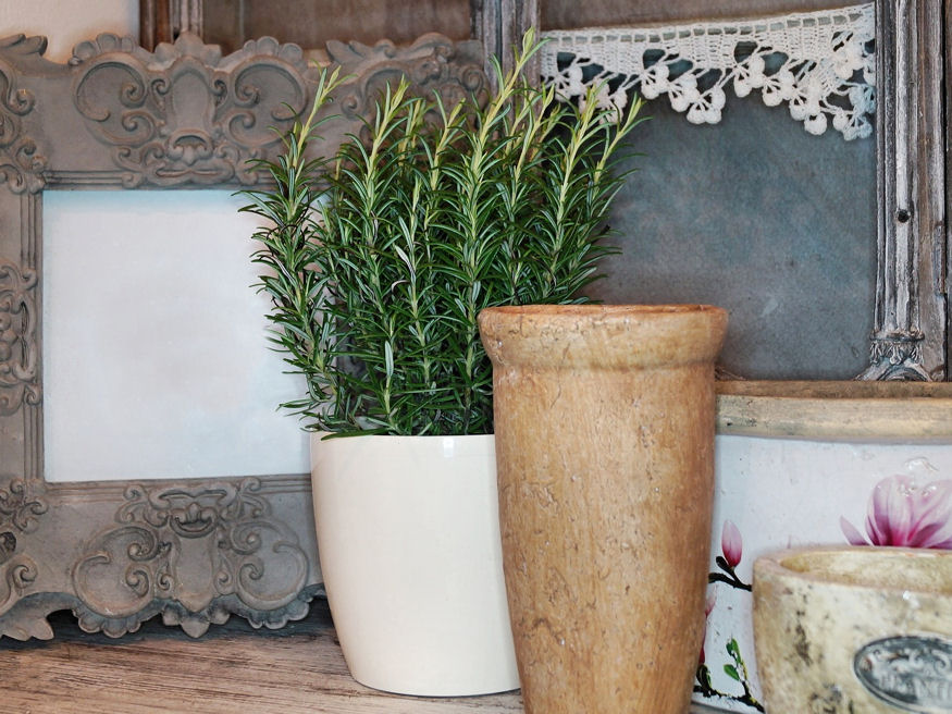 A Guide to a Thriving Herb Garden