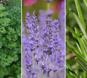 Start Your Own Herb Garden