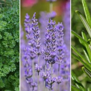 Start Your Own Herb Garden