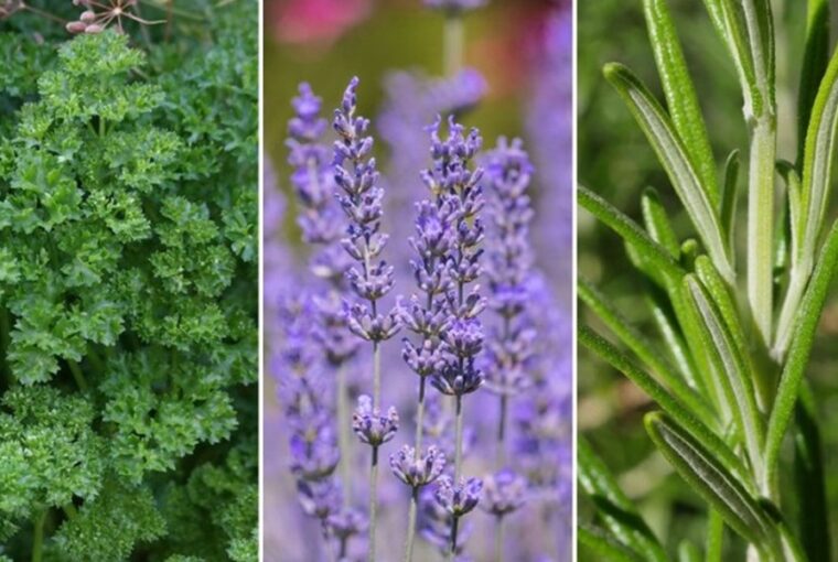 Start Your Own Herb Garden