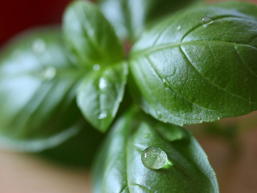 A Guide to a Thriving Herb Garden