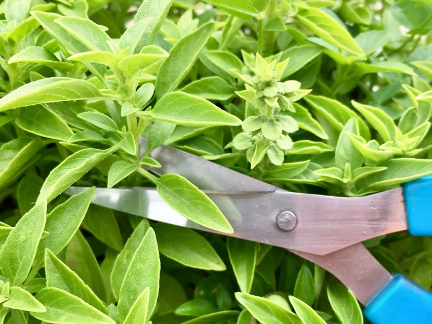 A Guide to a Thriving Herb Garden