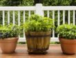 Easy-to-Grow Herbs for a Flourishing Container Garden