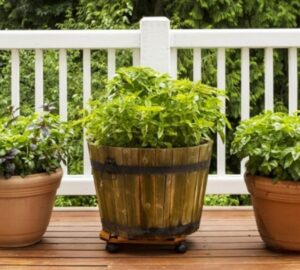 Easy-to-Grow Herbs for a Flourishing Container Garden