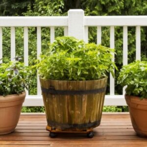 Easy-to-Grow Herbs for a Flourishing Container Garden