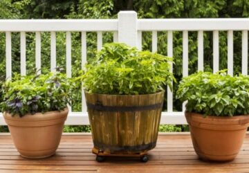 Easy-to-Grow Herbs for a Flourishing Container Garden