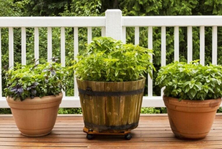 Easy-to-Grow Herbs for a Flourishing Container Garden
