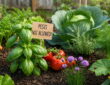 Herbs as Companion Plants