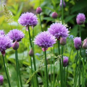 Herbs Thriving in Partial Shade