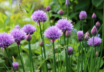 Herbs Thriving in Partial Shade