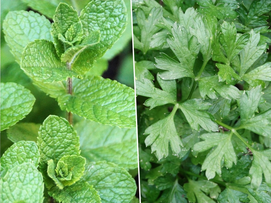 Shady Characters: 7 Herbs Thriving in Partial Shade – Garden Guide