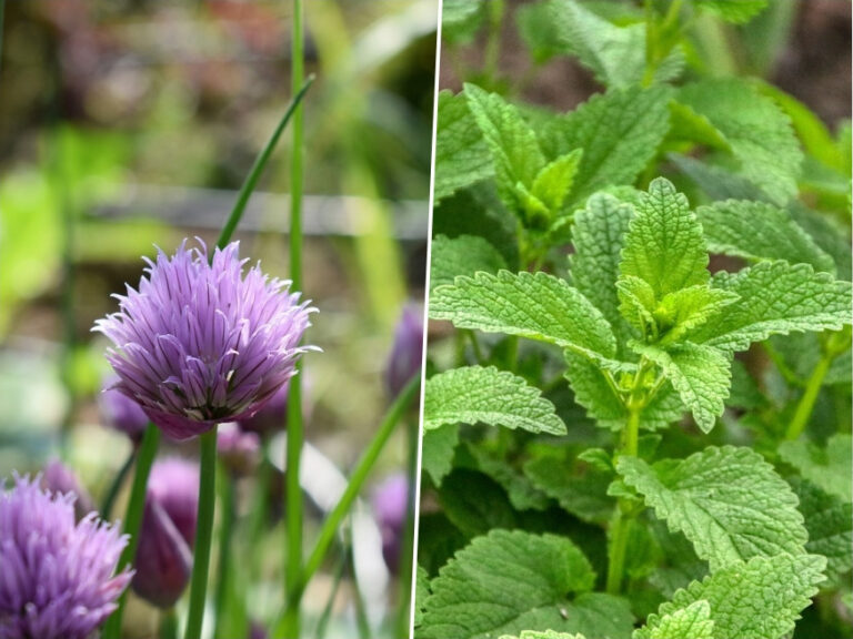 Shady Characters 7 Herbs Thriving in Partial Shade Garden Guide
