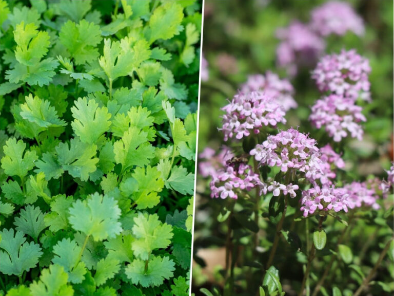 Shady Characters 7 Herbs Thriving in Partial Shade Garden Guide