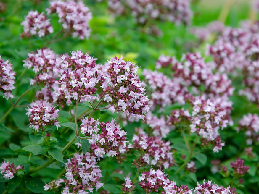 Shady Characters: 7 Herbs Thriving in Partial Shade