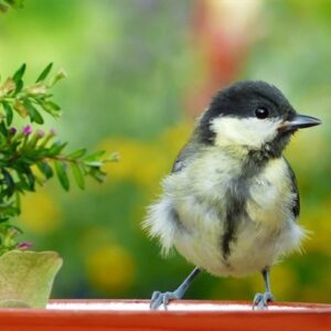 Helping Your Feathered Friends