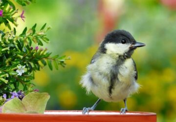 Helping Your Feathered Friends