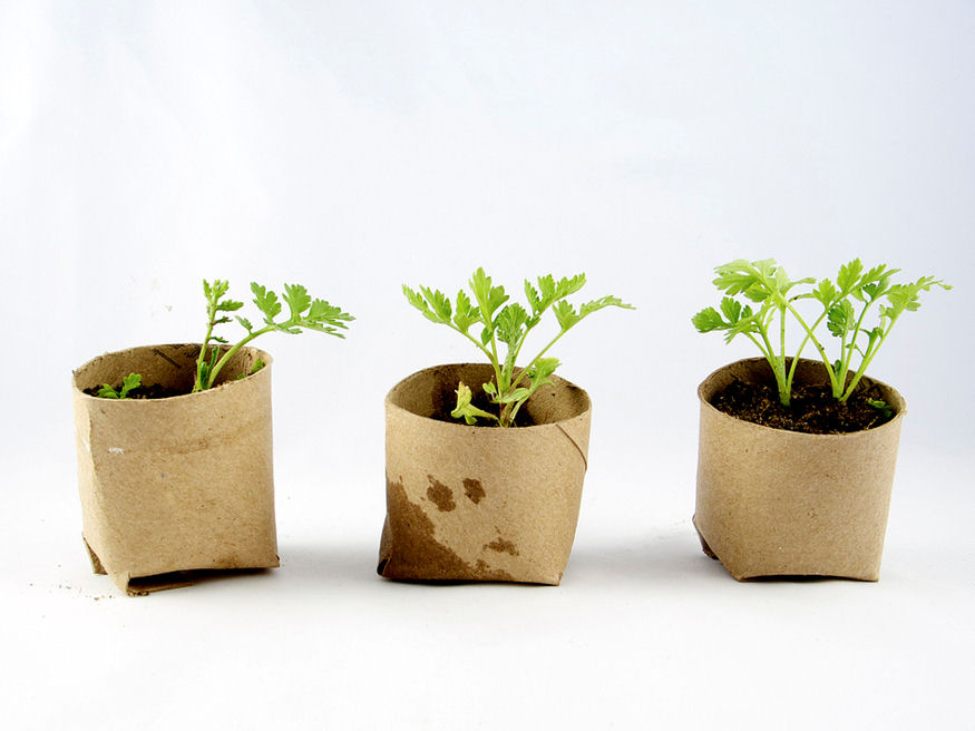 7 Ingenious DIY Seed Starters for an Eco-Friendly Garden
