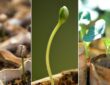 7 Ingenious DIY Seed Starters for an Eco-Friendly Garden