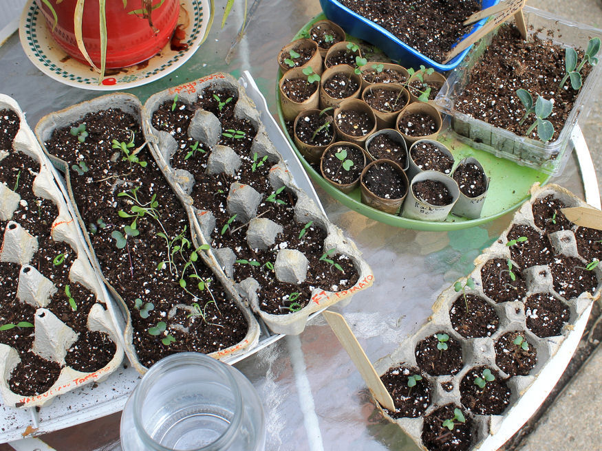 7 Ingenious DIY Seed Starters for an Eco-Friendly Garden
