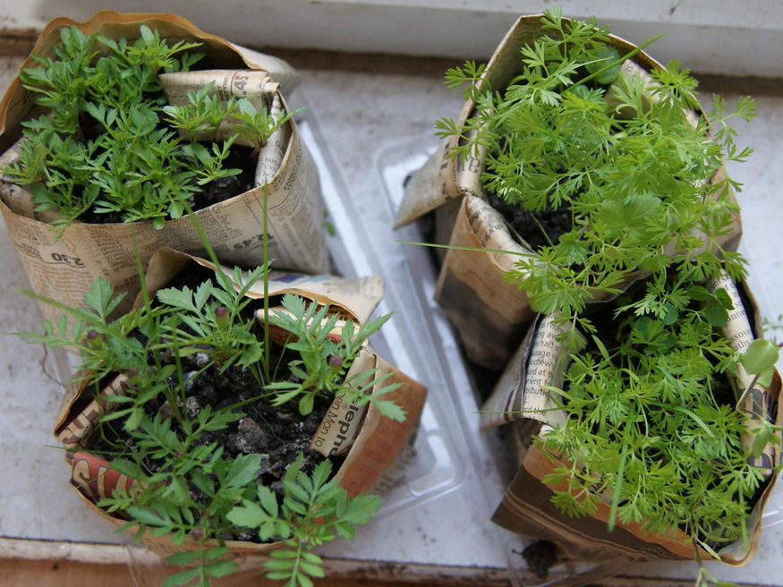 7 Ingenious DIY Seed Starters for an Eco-Friendly Garden