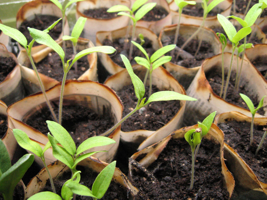 7 Ingenious DIY Seed Starters for an Eco-Friendly Garden