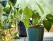 The Essential Guide to Healthy Houseplants