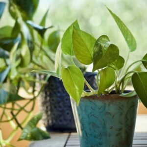 The Essential Guide to Healthy Houseplants