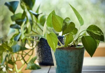The Essential Guide to Healthy Houseplants