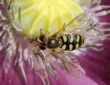 The Benefits of Hover Flies