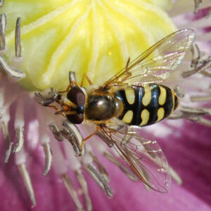 The Benefits of Hover Flies