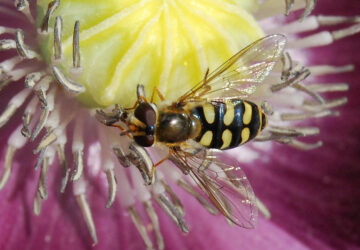 The Benefits of Hover Flies